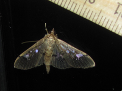 Microthyris anormalis