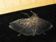 Microthyris prolongalis