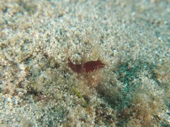 Apletodon pellegrini