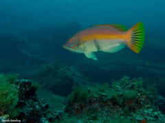 Bodianus scrofa