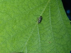 Oncopsis flavicollis