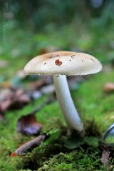 Amanita diemii