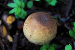Amanita diemii