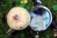 Amanita diemii