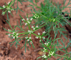 Ammoselinum popei