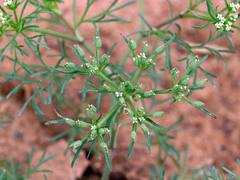 Ammoselinum popei