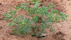 Ammoselinum popei