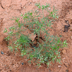 Ammoselinum popei
