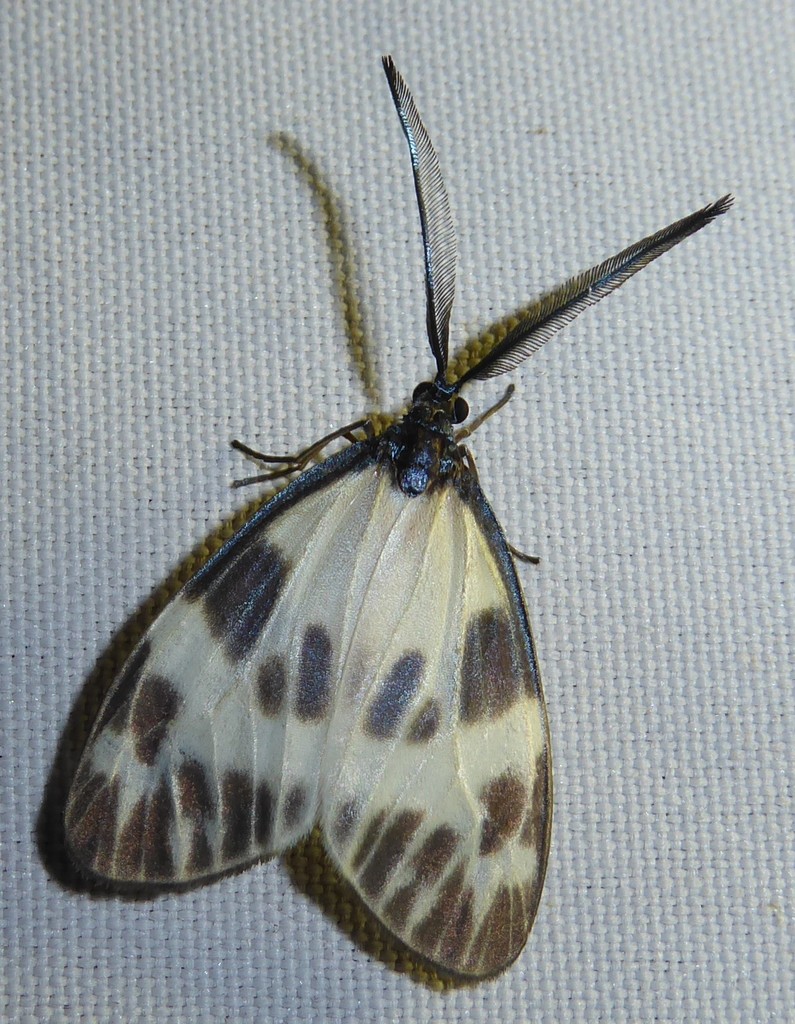 Corma fragilis