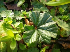 Robertium