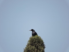 Quiscalus mexicanus