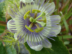 Passiflora clathrata