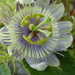 Passiflora clathrata - Photo (c) Marinês Eiterer, some rights reserved (CC BY-NC), uploaded by Marinês Eiterer