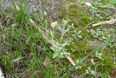 Pseudognaphalium