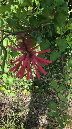 Erythrina herbacea image