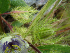 Passiflora clathrata
