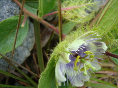 Passiflora clathrata