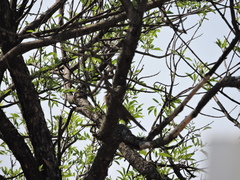 Turdus grayi