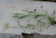 Pseudognaphalium