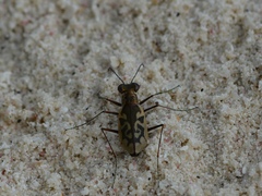 Cylindera suturalis
