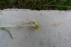 Pseudognaphalium