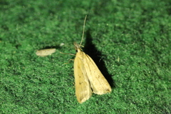 Dichomeris limosellus