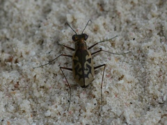 Cylindera suturalis
