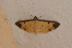 Eulepte