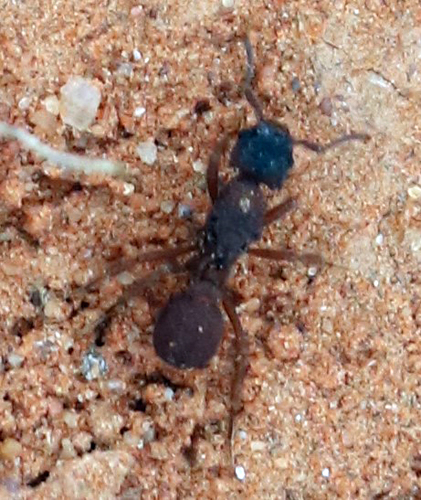 Mycetomoellerius turrifex