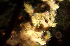 Antropora tincta