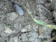 Carabus morbillosus alternans