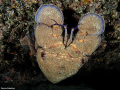 Scyllarides latus