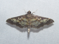 Mimorista botydalis