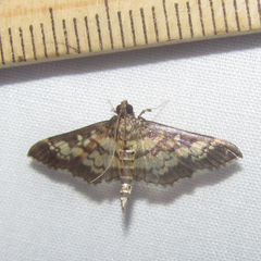 Mimorista botydalis
