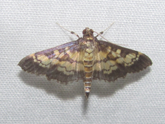 Mimorista botydalis