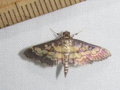 Mimorista botydalis