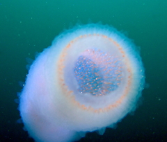 Atlantic Pyrosomes photo 3