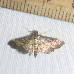 Mimorista botydalis