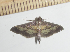 Mimorista botydalis