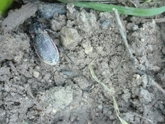 Carabus morbillosus alternans