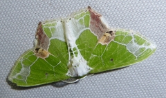 Protuliocnemis partita