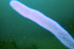 Atlantic Pyrosomes photo 2