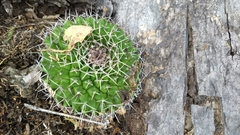 Mammillaria karwinskiana