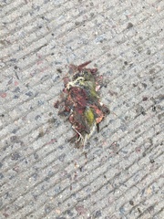 Leiothlypis peregrina