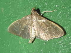 Pilocrocis ramentalis