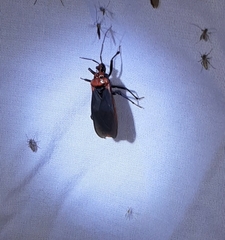Rhiginia cinctiventris