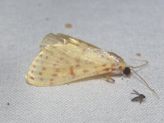 Polygrammodes eleuata