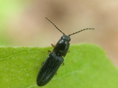 Limonius basilaris