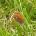 Prairie Ringlet - Photo (c) Scott King, some rights reserved (CC BY-NC)