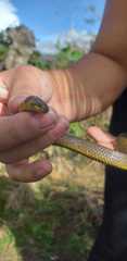 Atractus crassicaudatus